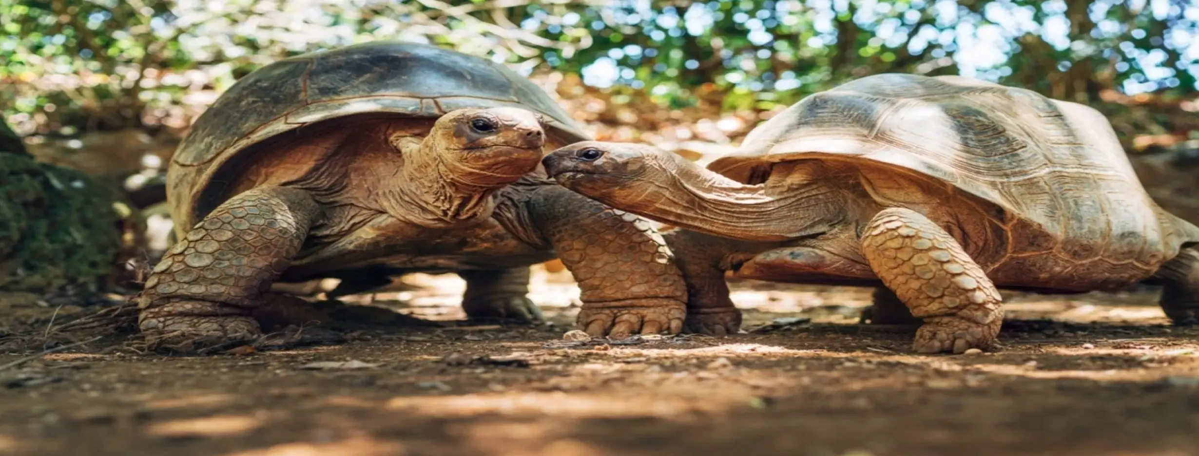 Image for Explore Wildlife